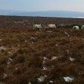 Sheep on Harland Hill