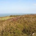 Gorse-clad hillside with extensive sea views