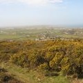 Tall gorse on the upper slopes of Mynydd Eilian