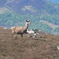 Red deer on Meall nan Sac